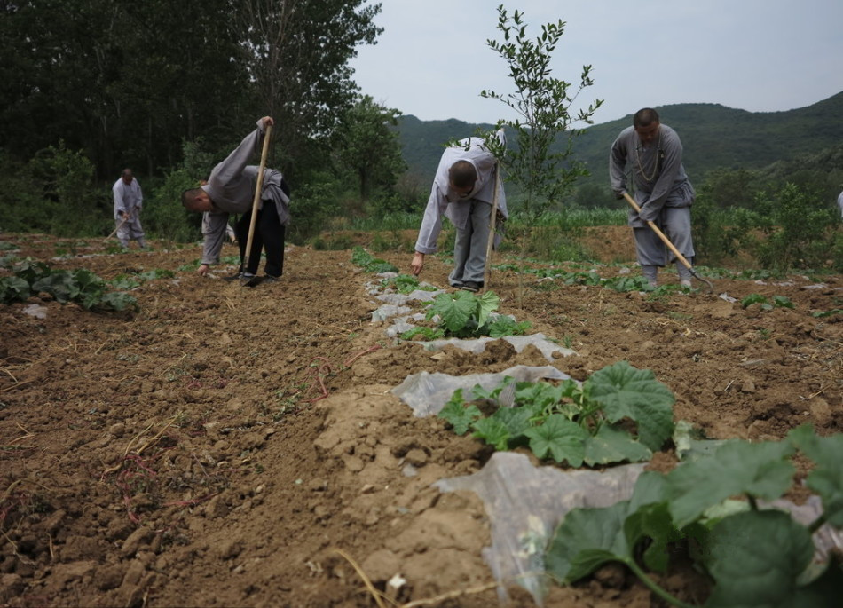 少林寺耕種的120多畝小麥?zhǔn)炝?，武僧們走進(jìn)田間，收獲黃燦燦的果實(shí)。