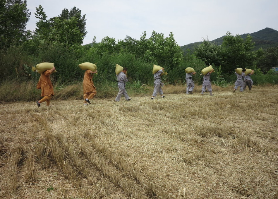 武僧在田間肩扛糧食。