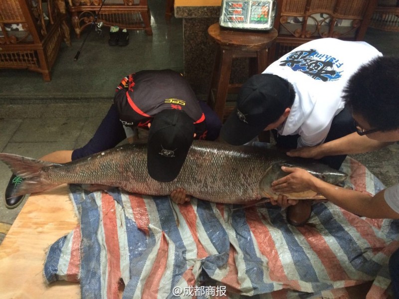 圖為父子倆翻動(dòng)大魚(yú)。