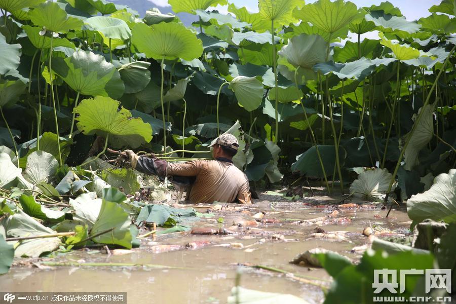 挖藕人日工作8小時(shí) 月入過萬 挖藕人日工作8小時(shí) 月入過萬