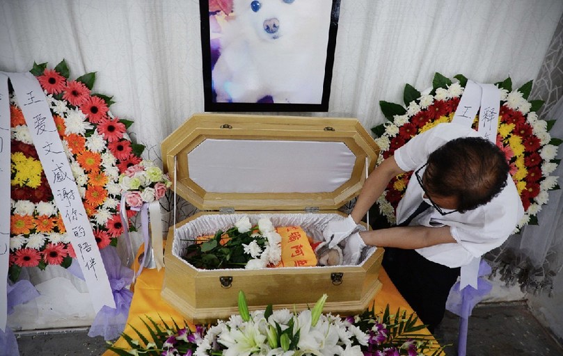 一名工作人員給狗狗整理儀容。