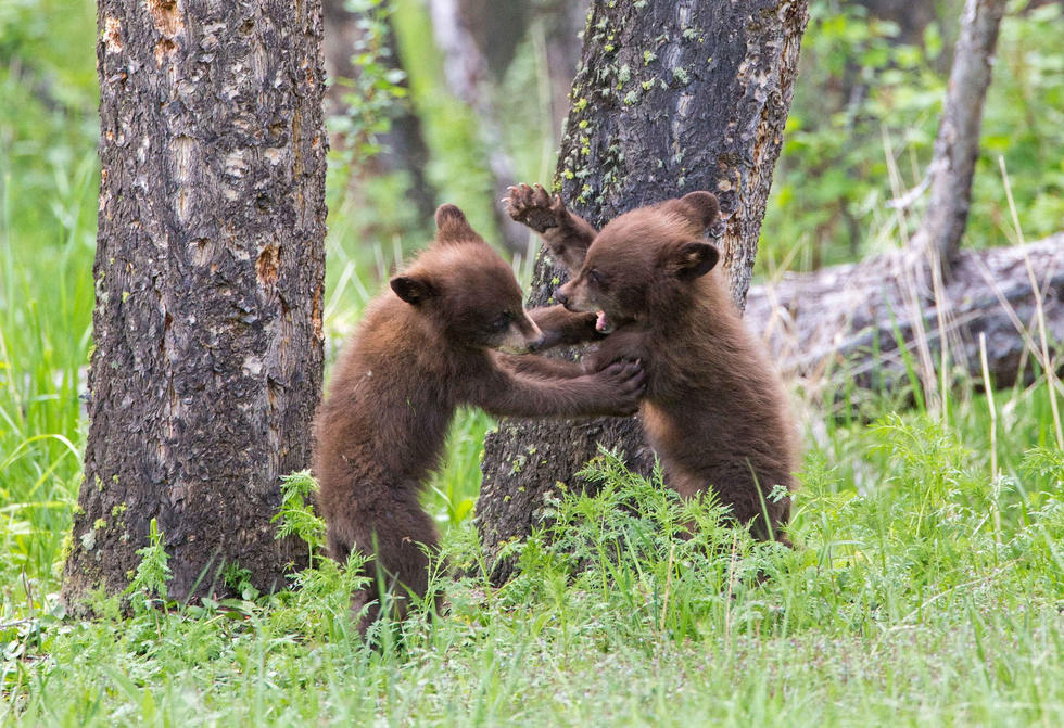 兩只萌噠噠的小熊在一顆大樹下玩躲貓貓，一會(huì)突然跳出來嚇唬對(duì)方，一會(huì)對(duì)著彼此做鬼臉，逗趣模樣讓人忍不住捧腹大笑。
