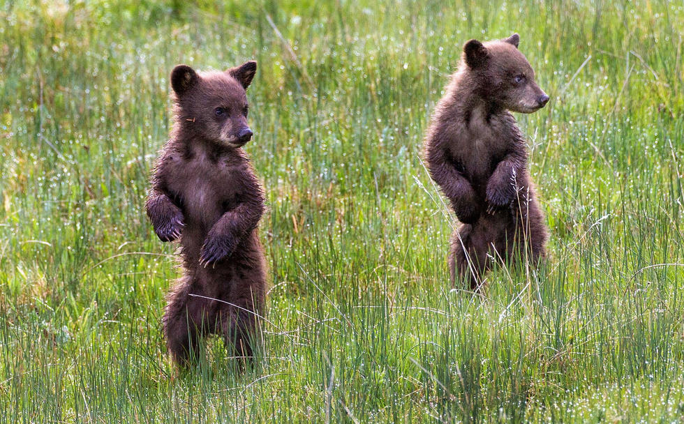 當(dāng)看到這些可愛的小熊照片時(shí)，你的心一定被它們的模樣給萌化了吧！