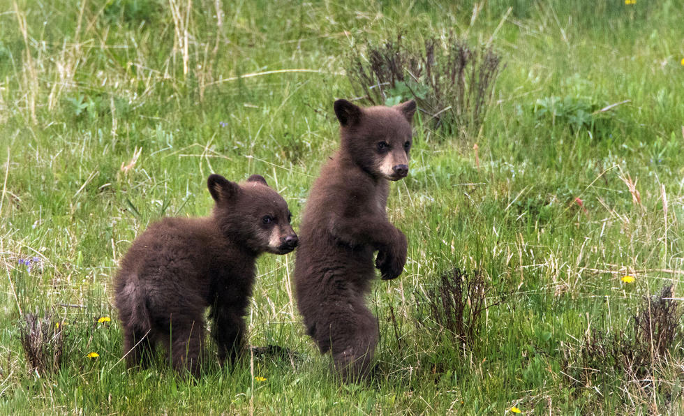 兩只萌噠噠的小熊在一顆大樹下玩躲貓貓，一會(huì)突然跳出來嚇唬對(duì)方，一會(huì)對(duì)著彼此做鬼臉，逗趣模樣讓人忍不住捧腹大笑。