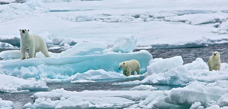 北極熊寶寶起來后看見有攝像機(jī)，便好奇地盯住娜塔西亞手中的機(jī)器。
