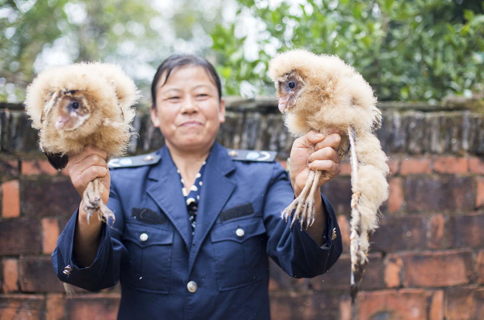 11月6日，記者聯(lián)系上都昌縣的村民危億玲，她是撿到雛鳥(niǎo)的曹女士的兒媳。她向記者介紹，稱他們家住在蔡嶺鎮(zhèn)北炎村港邊舍自然村，她婆婆11月4日下午上山采茶籽時(shí)，在樹(shù)下發(fā)現(xiàn)了5只可愛(ài)的雛鳥(niǎo)并帶回了家。