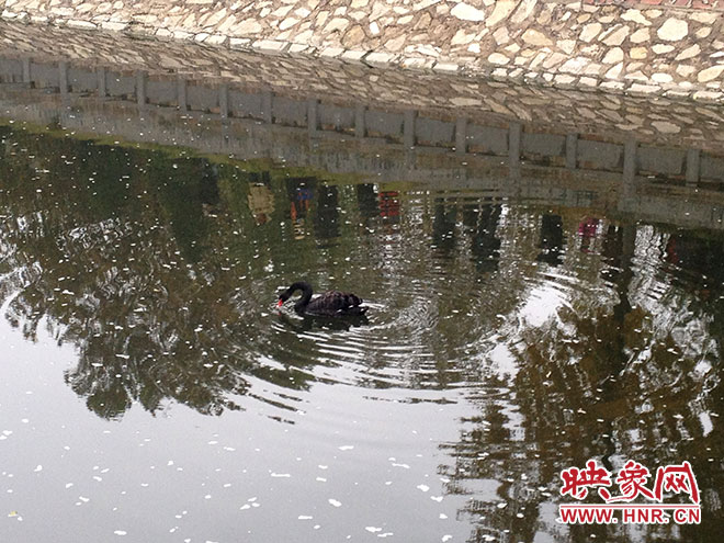 受傷的黑天鵝迫降鄭州金水河。