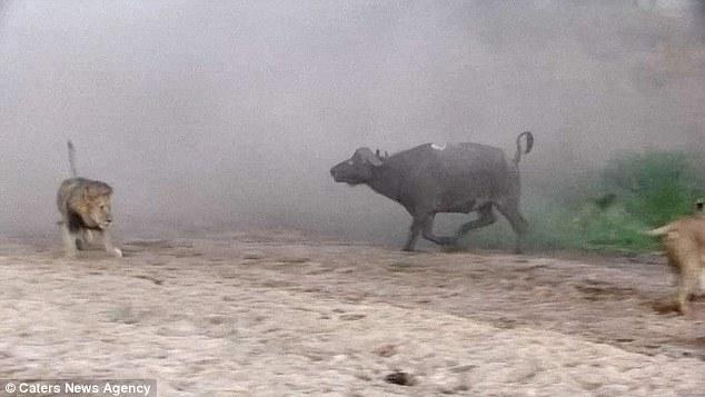 然后在獅群還在打架時(shí)悄悄地溜走了，留下一個(gè)瀟灑的背影。