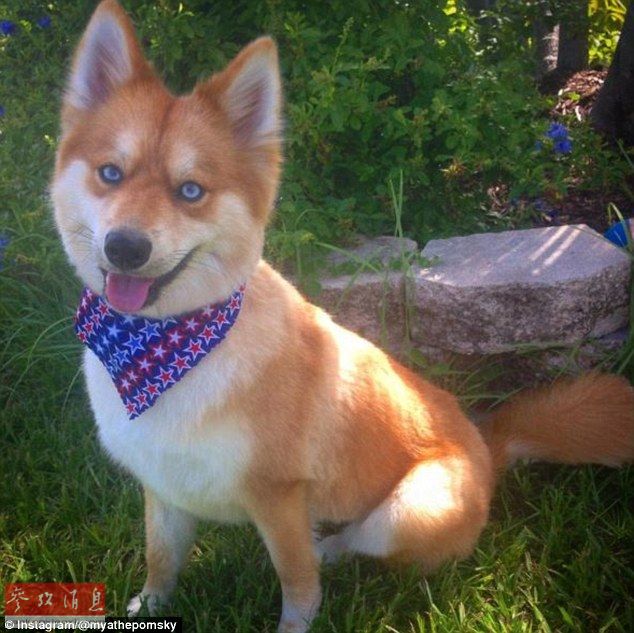 狐貍還是狗？藍(lán)眼睛萌寵走紅網(wǎng)絡(luò)