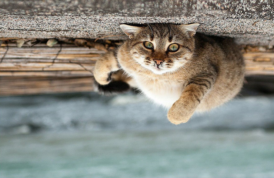 它們都是表情帝！一組不可思議的動物肖像