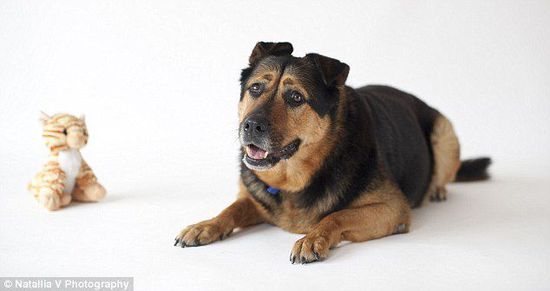 英國一只流浪狗因表情太過憂郁而無人領養(yǎng)