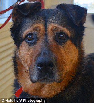 英國一只流浪狗因表情太過憂郁而無人領養(yǎng)