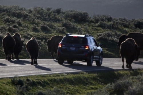 警方已經(jīng)派出大量工作人員、警犬和飛行器在當(dāng)?shù)卣归_搜尋