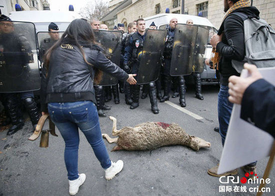 　　當(dāng)?shù)貢r(shí)間2014年11月27日，法國(guó)巴黎，法國(guó)農(nóng)民帶綿羊在埃菲爾鐵塔附近抗議，要求環(huán)保部門(mén)采取有效措施解決狼群襲擊羊群?jiǎn)栴}?！D片來(lái)源：TRICK KOVARIK/CFP