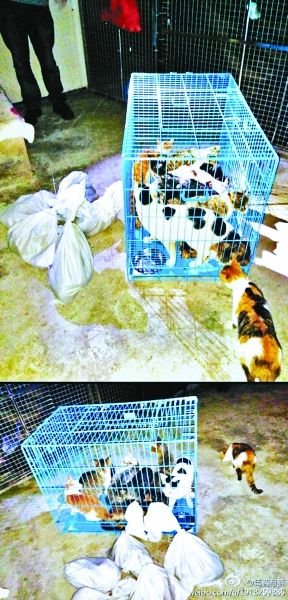 志愿者將放生的貓抓捕回來，這些貓等待領(lǐng)養(yǎng)