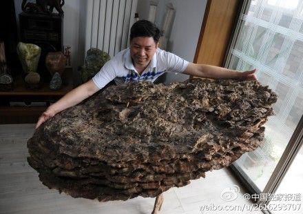 河北發(fā)現(xiàn)罕見(jiàn)野生靈芝