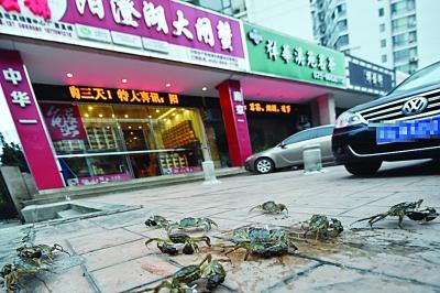 水產(chǎn)店忘關(guān)店門 上百只螃蟹“疊羅漢”出逃(圖)