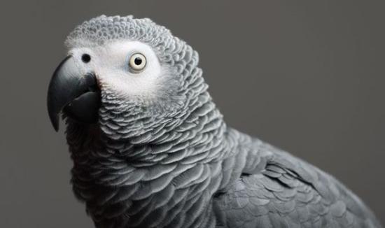 鸚鵡失蹤4年重回主人身邊不講英語改講西班牙語 鸚鵡失蹤4年重回主人身邊不講英語改講西班牙語