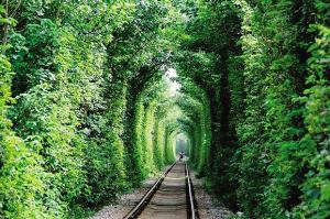 南京“愛情隧道”兩邊樹年底砍光 網友大呼可惜