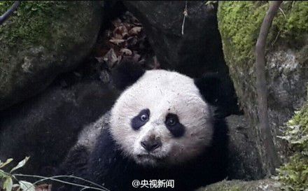 四川唐家河發(fā)現(xiàn)一只受傷熊貓 或被黃喉貂圍攻 四川唐家河發(fā)現(xiàn)一只受傷熊貓 或被黃喉貂圍攻