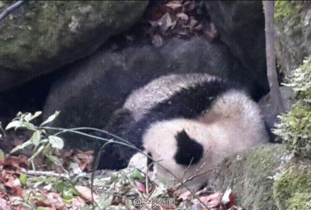 四川唐家河發(fā)現(xiàn)一只受傷熊貓 或被黃喉貂圍攻 四川唐家河發(fā)現(xiàn)一只受傷熊貓 或被黃喉貂圍攻