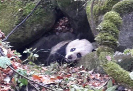 四川唐家河發(fā)現(xiàn)一只受傷熊貓 或被黃喉貂圍攻 四川唐家河發(fā)現(xiàn)一只受傷熊貓 或被黃喉貂圍攻