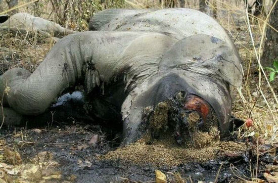 廣州野生動(dòng)物 廣州野生動(dòng)物