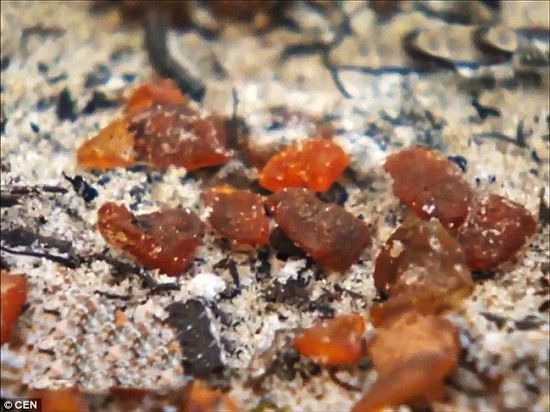 波羅的海的一場(chǎng)暴風(fēng)雨將琥珀卷到了岸上，這里包攬了全球90%的琥珀產(chǎn)量。