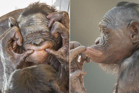 黑猩猩擺各種姿勢(shì)拍照。