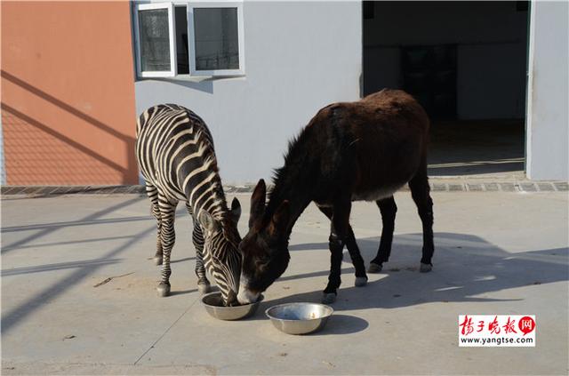 圖斑馬和驢子在一起共同進食。