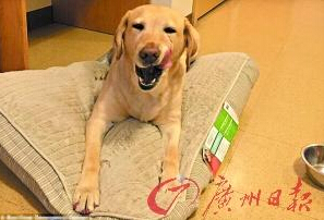 機智的導(dǎo)盲犬尤蘭達。