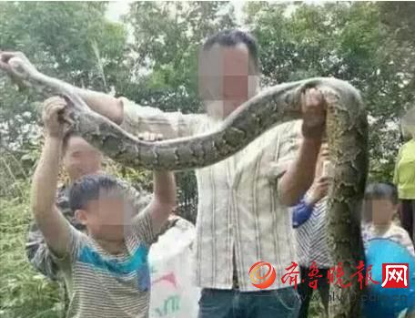 膽真大！男子抓野生大蟒燉湯 蟒蛇屬國家一級保護(hù)動(dòng)物(圖)