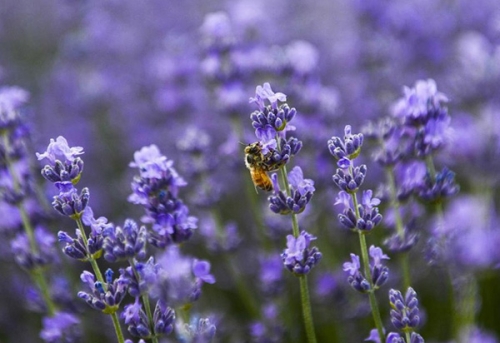 沉迷在薰衣草花海 遇見“塞外江南”新疆伊犁 沉迷在薰衣草花海 遇見“塞外江南”新疆伊犁