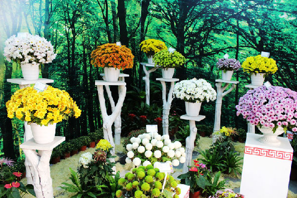 中國(guó)(開(kāi)封)第32屆菊花文化節(jié)圓滿落下帷幕