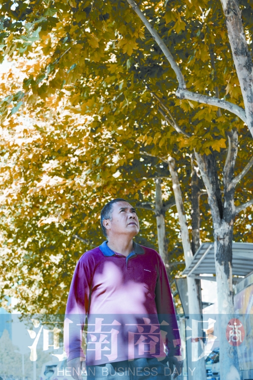 郭長(zhǎng)安巡視自己栽下并管理十年的法桐樹