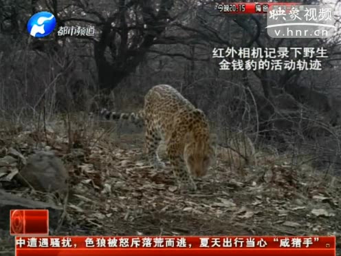 萌萌噠！濟(jì)源首次拍到金錢豹