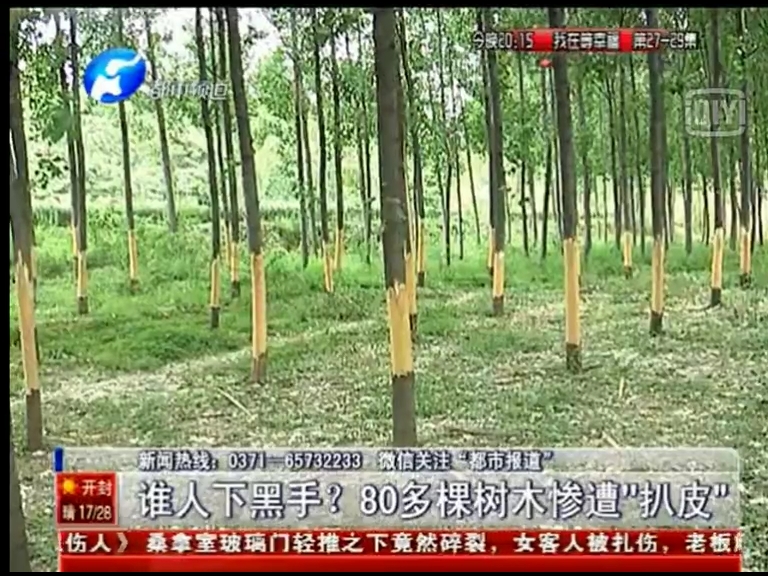 80多棵樹被“扒皮” 誰痛下黑手？