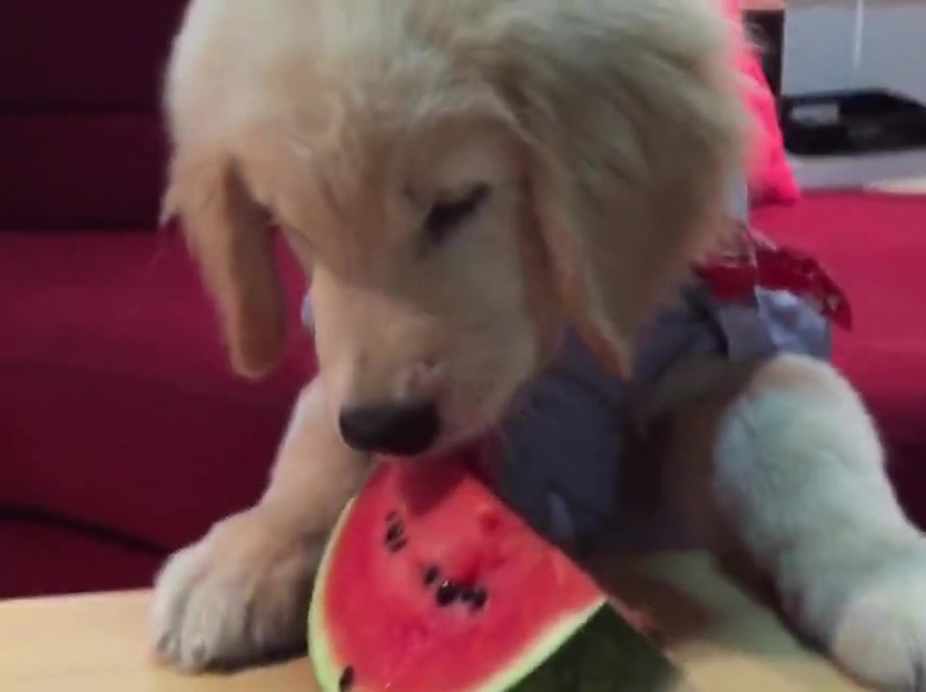 超萌金毛啃西瓜！夏天來了汪星人也要消暑?。? title=