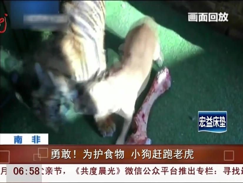 勇敢！為護(hù)食物 小狗趕跑老虎