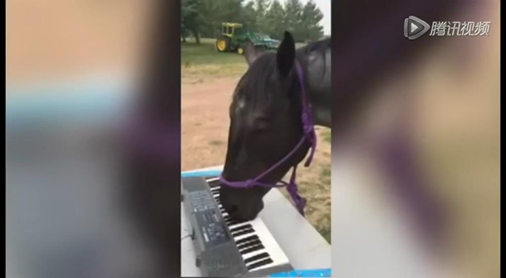 這只逆天的馬會彈琴！