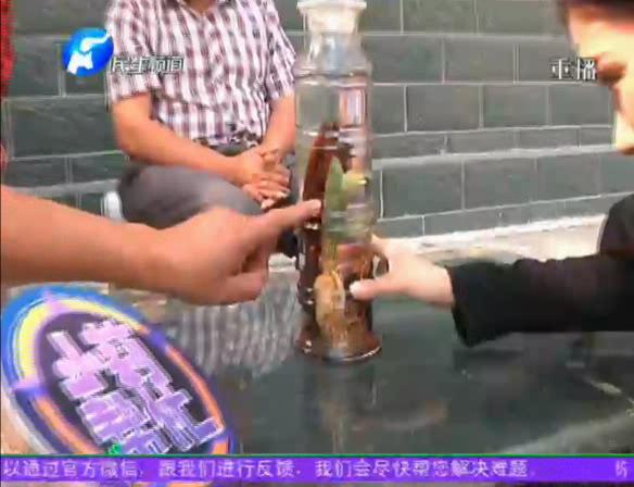 神奇！泡酒人參發(fā)芽長樹葉