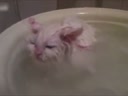 喜歡在盆里暖浴喵咪！這貨太懶了