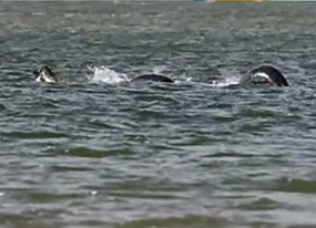 尼斯湖水怪又現(xiàn)？ 清晰照引熱議