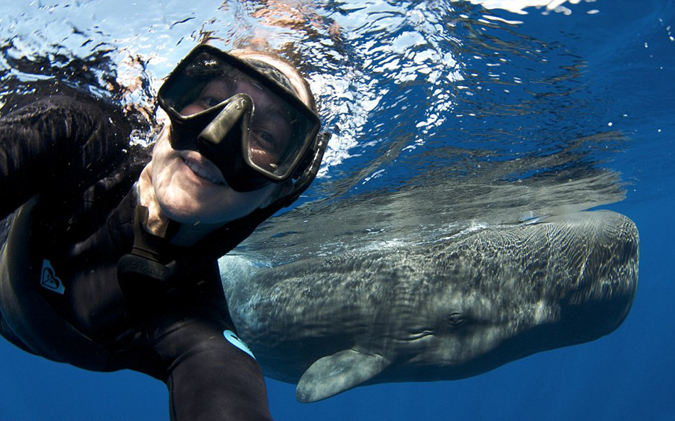 美女與巨頭鯨"玩"自拍 美女與巨頭鯨"玩"自拍