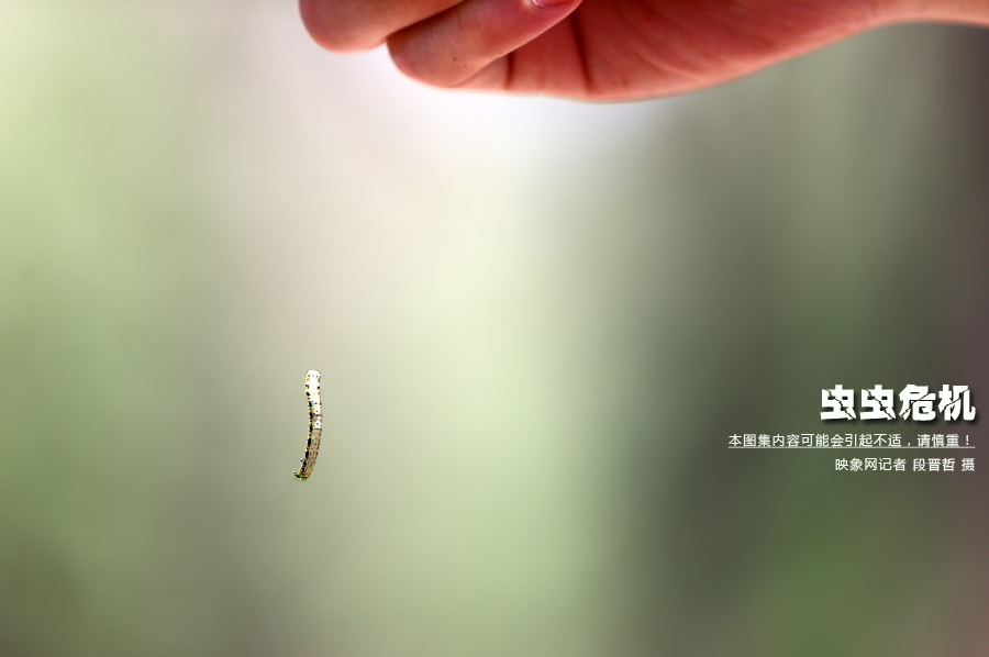 當(dāng)小蟲(chóng)子從樹(shù)上垂絲而下懸在半空中時(shí)，給路上的行人帶來(lái)諸多不便