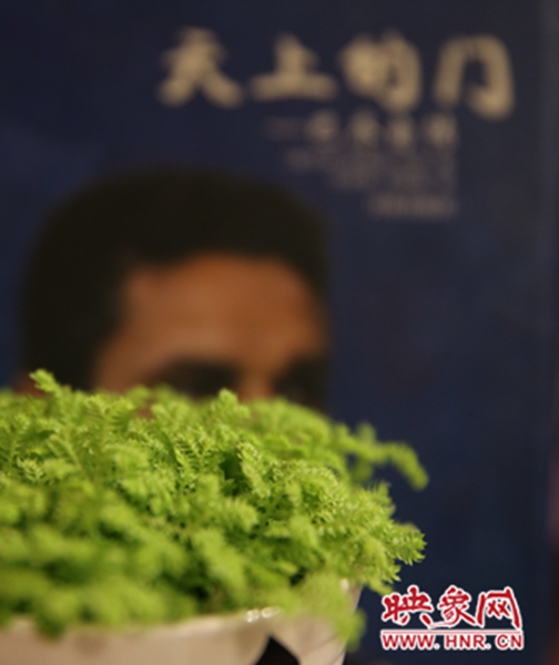 書架上精心布置的綠色植物。