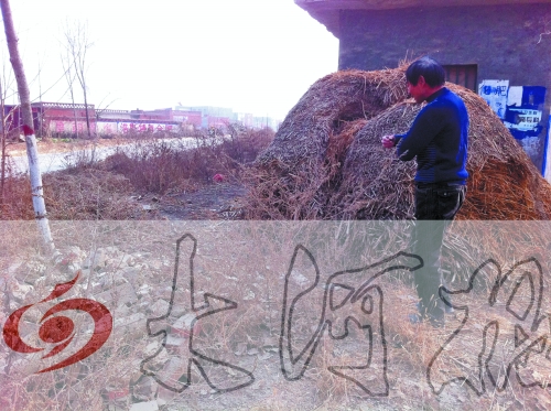 張哥、張弟就是在這兒撿到的投毒面包。